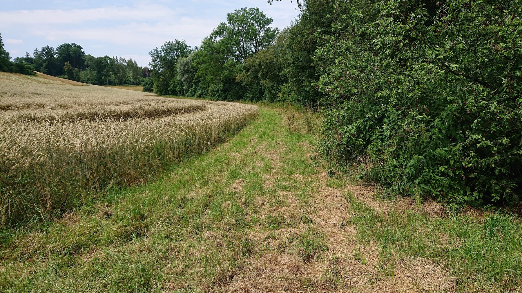 Gewässerrandstreifen © BWSB