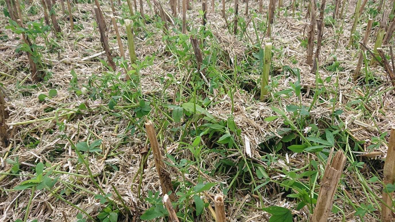 Die Untersaaten sind großteil über den Winter abgefroren. Der Alexandrinerklee hat den Winter überstanden und hat auch Knöllchen gebildet. Ertraglich gibt es auf dem ersten Blick keine Unterschiede zur Variante ohne Begleitsaat. © BWSB