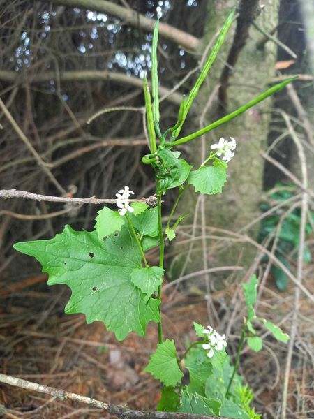 Walk & Talk mit Eunike Grahofer ©&nbsp;Die Bäuerinnen im Gebiet Raabs/Thaya