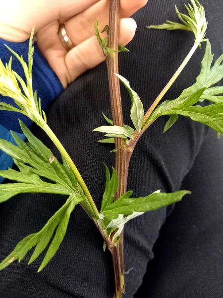 Walk & Talk mit Eunike Grahofer ©&nbsp;Die Bäuerinnen im Gebiet Raabs/Thaya