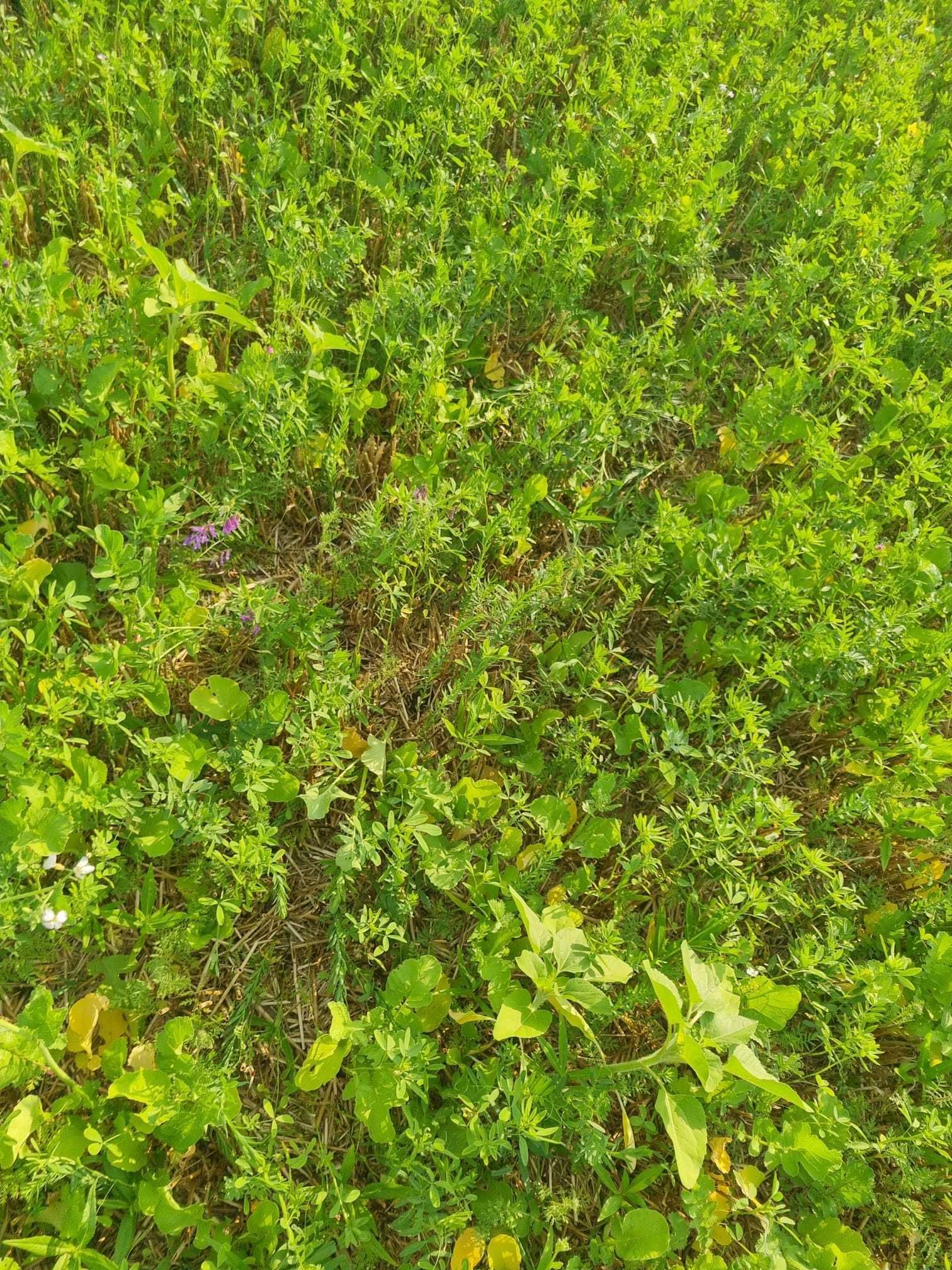 Unser Wasserbauer Alexander Achleitner übermittelt uns Eindrücke von den Zwischenfrüchten, die mittels Drohne vor der Ernte ausgebracht wurden. Die Zwischenfrüchte entwickeln sich perfekt und leisten jetzt schon viel für die Bodenstruktur. © Alexander Achleitner