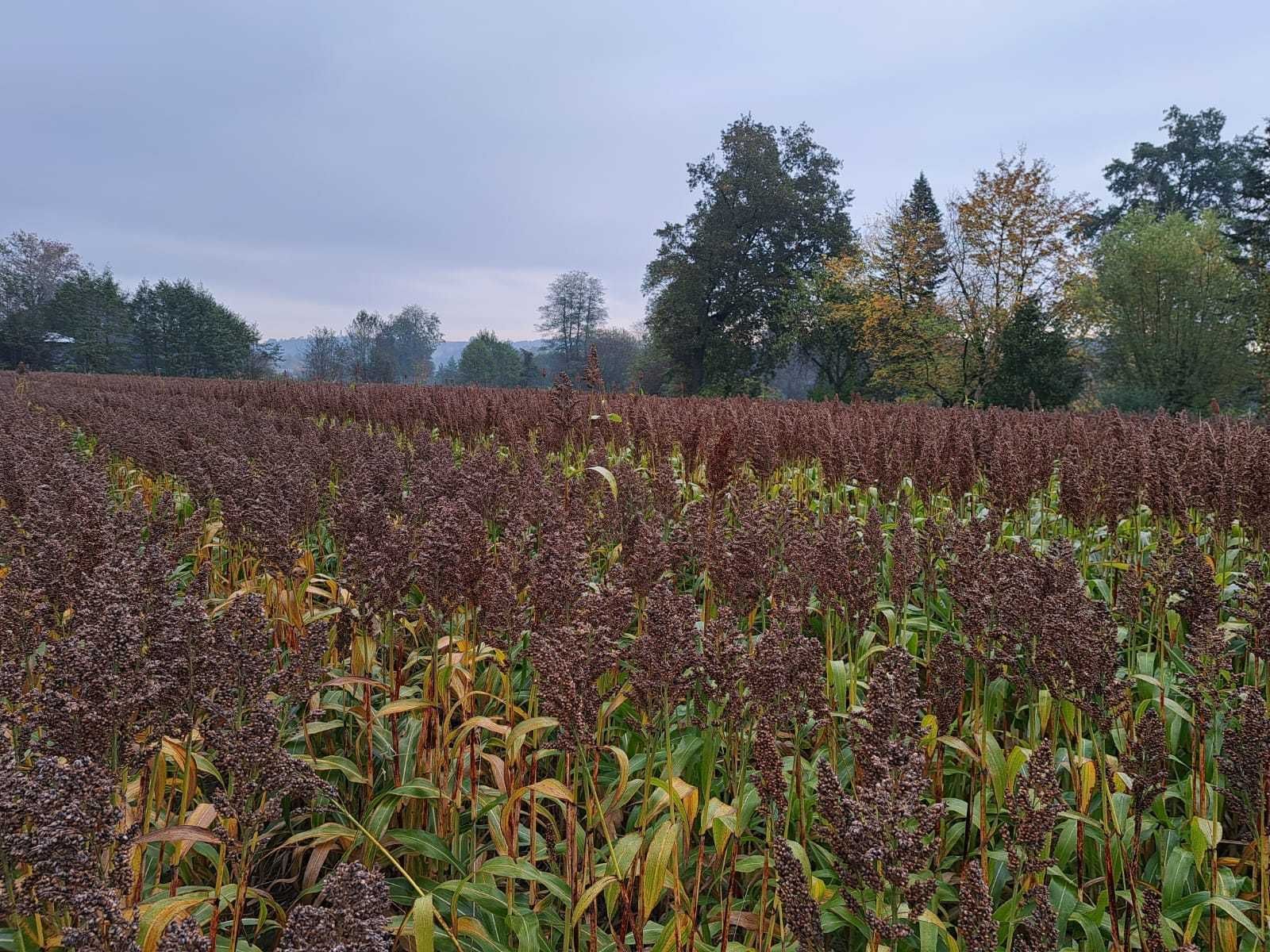 Der Betriebsführer ist von der Qualität der Hirse als Futterkomponente für seine Schweine überzeugt 🐖🌾
Details demnächst im Versuchsportal im lk-online. © BWSB
