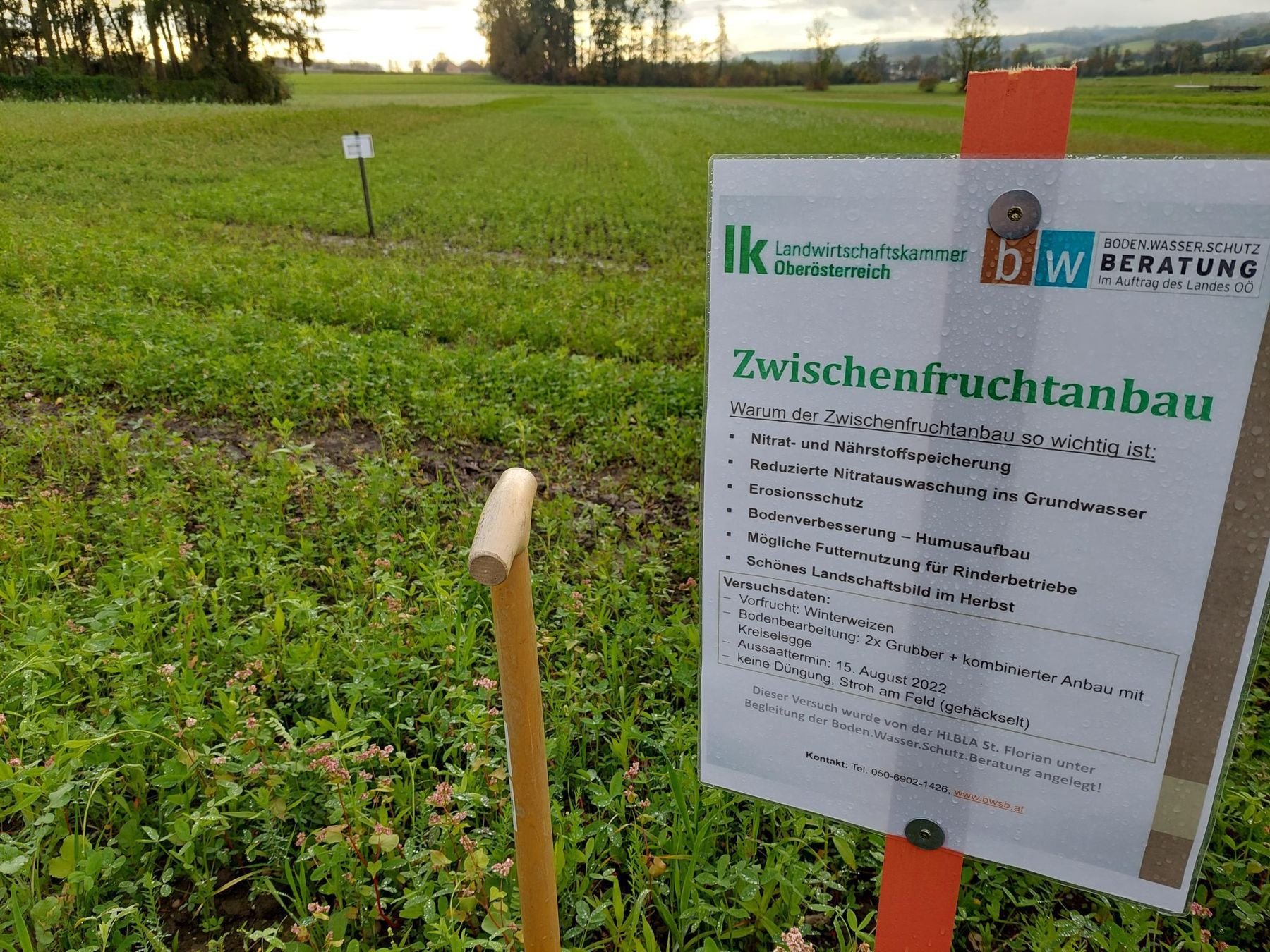 Der Versuch befindet sich unmittelbar vor der HLBLA St. Florian beim Kreisverkehr. Der Versuch wurde am 15. August angebaut (2x Grubber, komb. mit Kreiselegge), liegt in der Entwicklung noch etwas zurück, hat sich aber schon sehr gut entwickelt. Die nächsten warmen Tage werden den Kulturen weiteren Schub geben. Übrigens - die Bodenstruktur ist top. Schaut selbst und klickt euch durch die Fotos. Ihr könnt den Versuch natürlich auch eigenständig besichtigen!  © BWSB/Wallner