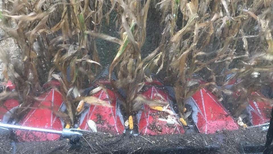 Bilder von der Ernte des Bio-Versuchs in Braunau,17. Oktober 2022