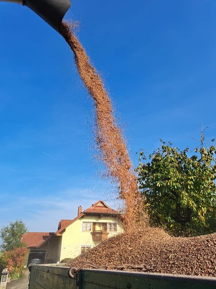 Feuchtigkeit lag bei rund 20%. 🌾 © BWSB
