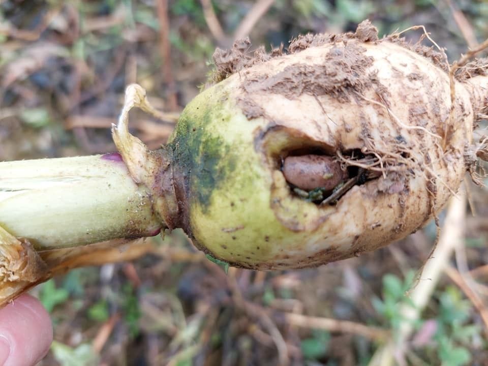 Der dzt. milde Winter macht es für die Schädlinge heuer besonders leicht, wie z.B. für diese Schnecke, die sich in der Ölrettichwurzel besonders wohl fühlt. Die Zwischenfrüchte haben heuer wieder super Wurzeln ausgebildet. Wann kommt ein ordentlicher Frost? © BWSB/Wallner