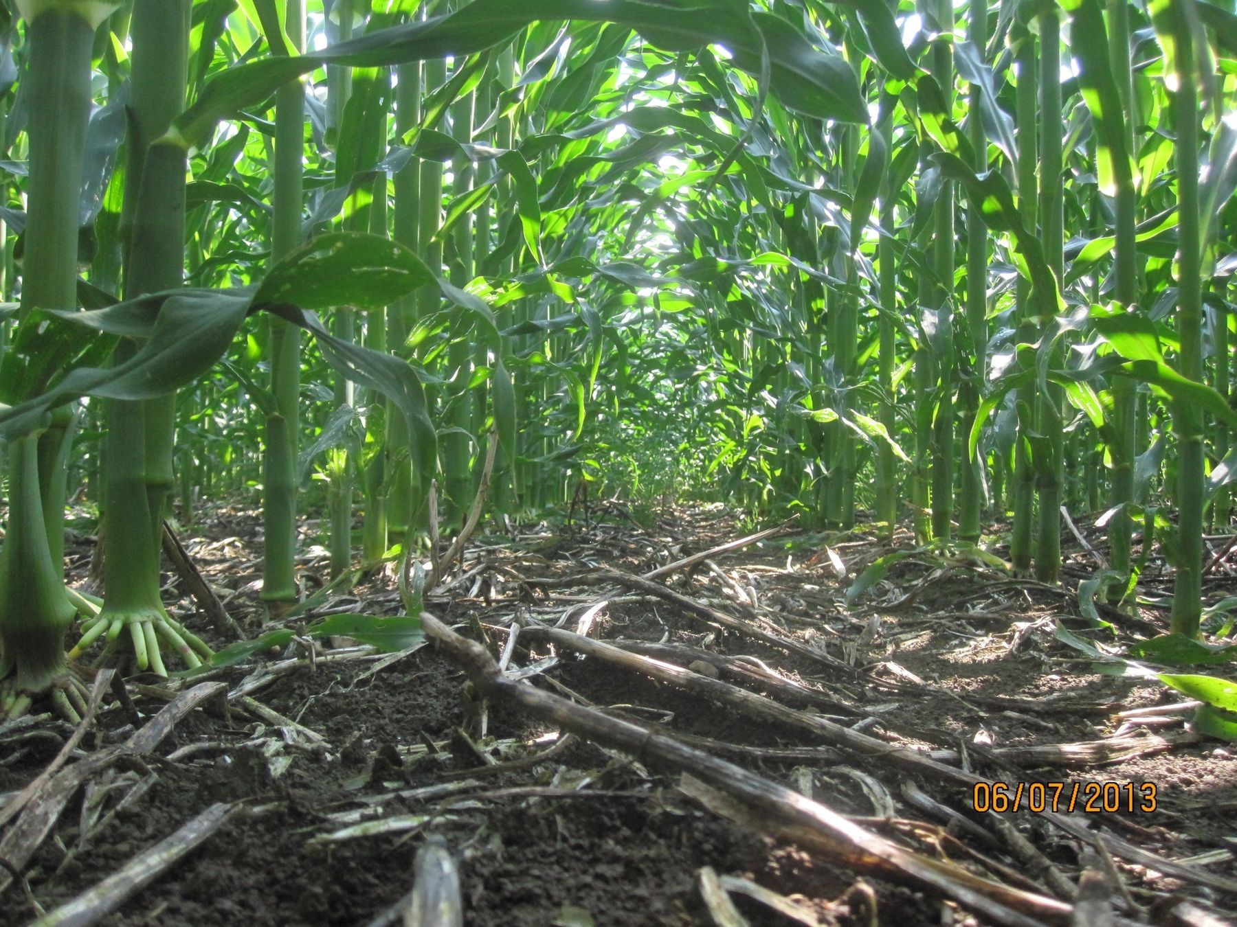 Direktsaat bei Mais - da hat Erosion keine Chance. © BWSB