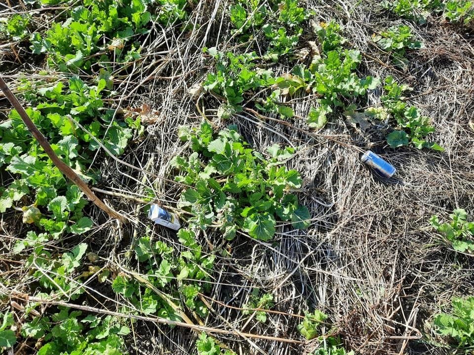 Varianten haben sich gut entwickelt und sind  gut abgefrostet. Sehr geringer Unkrautdruck/Ausfallgetreide. Leider hat wieder wer das Versuchsfeld mit einem Mistkübel verwechselt. 👎 © BWSB