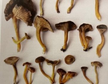 [1681909904523769.jpg]