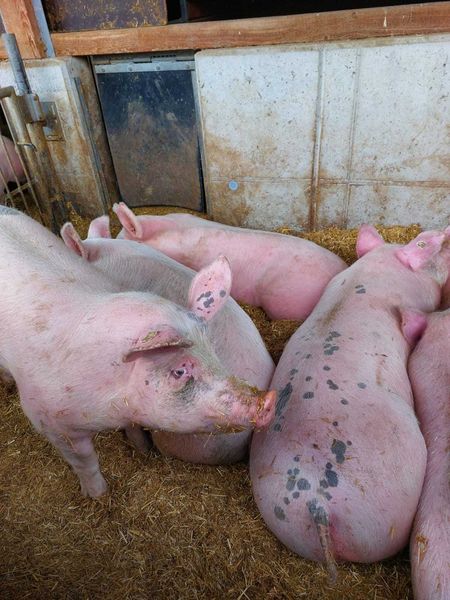 Exkursion 2023 © Die Bäuerinnen im Gebiet Litschau Exkursion 2023 © Die Bäuerinnen im Gebiet Litschau