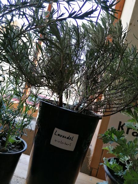 IMG 20230422 105207.jpg