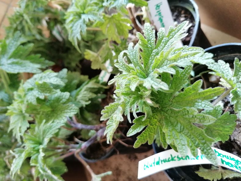 IMG 20230422 105417.jpg