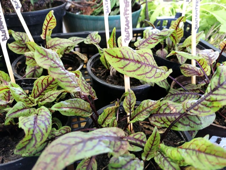 IMG 20230422 121331 edit 485206457155647.jpg