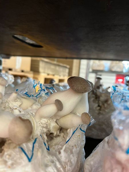 Pilzzucht.jpg Pilzzucht.jpg