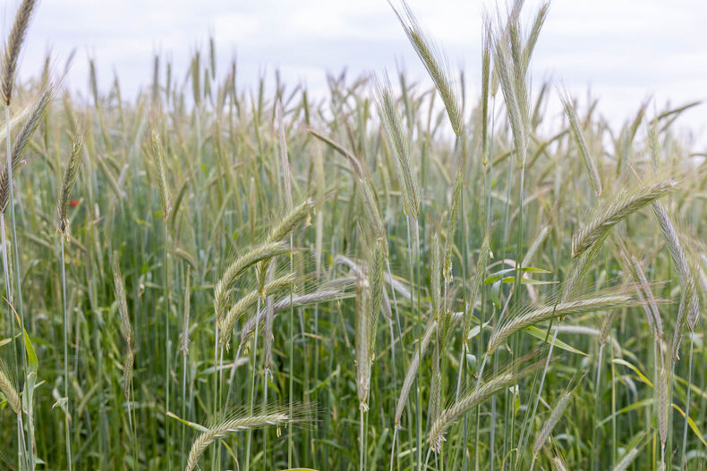 Eröffnung der AckerkulTOUR 2023 © Die Bäuerinnen im Gebiet Schwechat Eröffnung der AckerkulTOUR 2023 © Die Bäuerinnen im Gebiet Schwechat