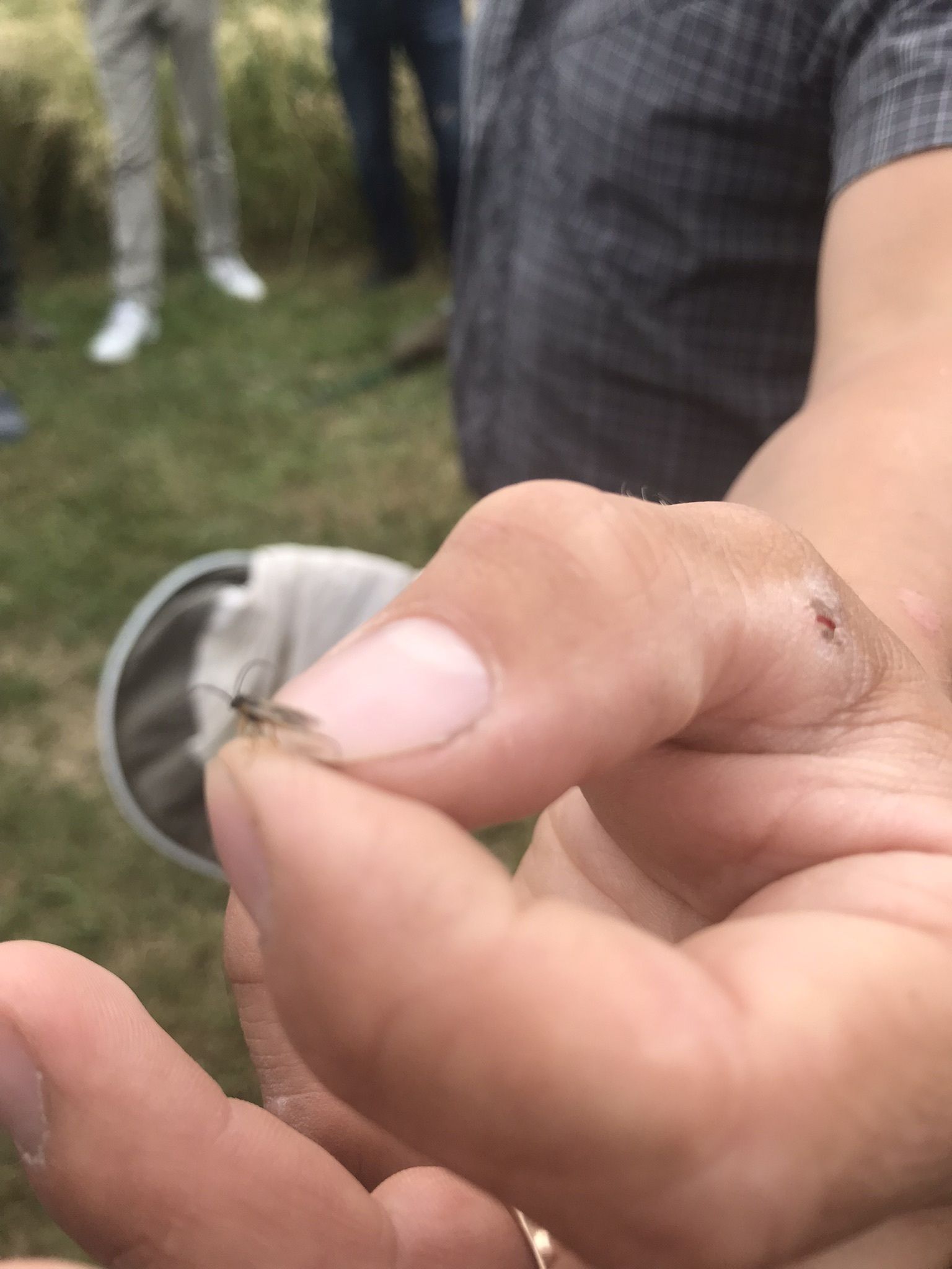wertvolle Insekten © BWSB
