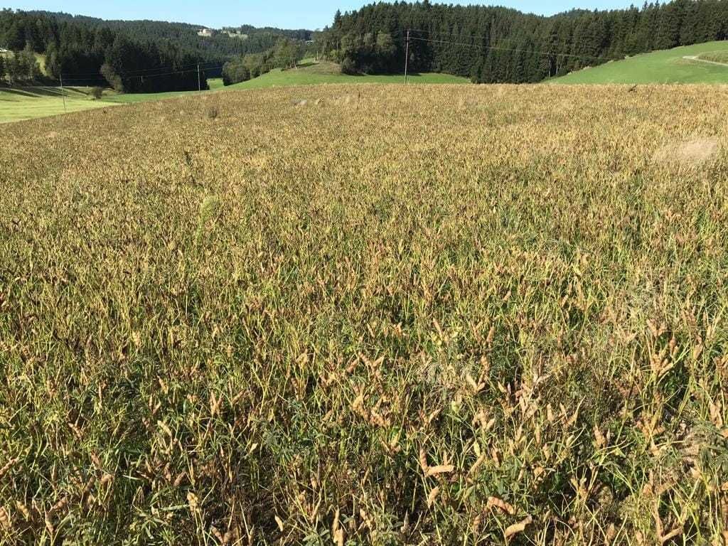 Hier sieht man die positive Seite der klimatischen Änderung, einer Ernte 🌾steht in den nächsten 10 Tagen nichts mehr im Wege. Wir rechnen mit einem Ertrag von zumindest 4t/ha. Die Feuchtigkeit liegt jetzt bei knapp 20%. 
Sogar mit dem Imker 🐝 durften wir 🤗 sprechen, welcher in der Nähe des Feldes seinen 🍯 produzieren lässt 😉. Danke an Josef M. 👍🧑‍🌾 © BWSB
