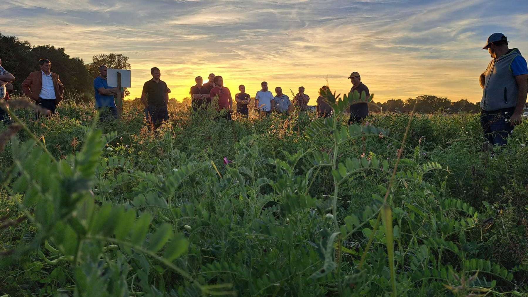 Begehung vom bienenfreundlichen Zwischenfruchtversuch in Pucking, 2. Oktober 2023