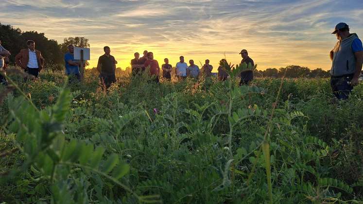 Begehung vom bienenfreundlichen Zwischenfruchtversuch in Pucking, 2. Oktober 2023