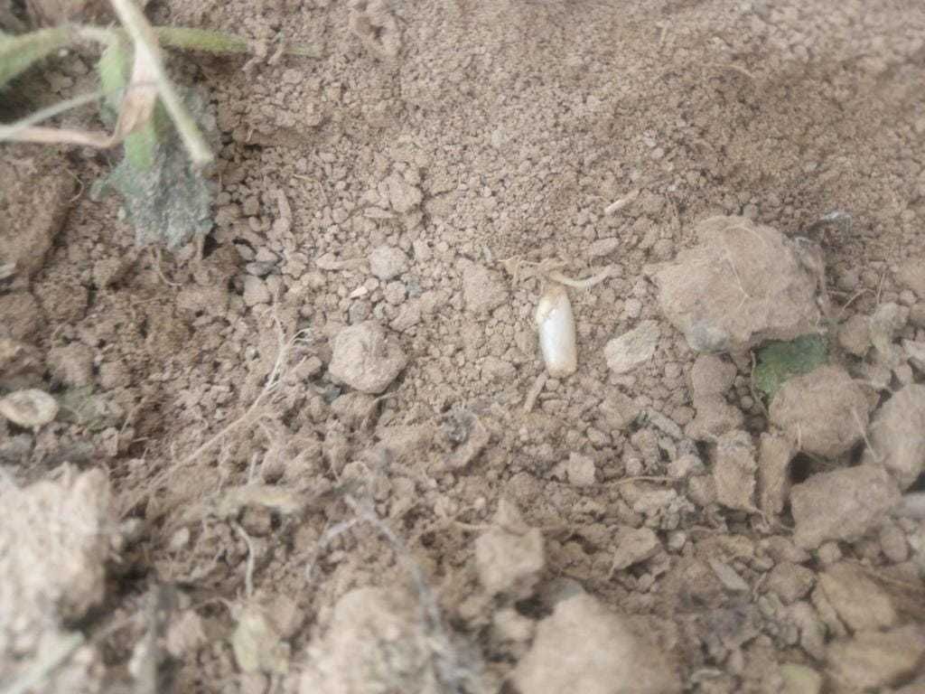 Saat war am Dienstag mit dem Crimperroller - siehe Video auf Facebook. 🎥 Die Zwischenfrucht rottet mittlerweile, durch das Mulchmaterial wird der Boden vor Austrocknung  geschützt & der Roggen 🌾keimt 🌱bereits. DANKE 🙏🤩☺️Gerald 👨‍🌾 für die tollen Fotos! © Wallner Gerald