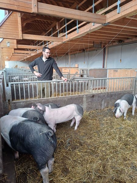 Biohof Mauer Schweine.jpg Biohof Mauer Schweine.jpg