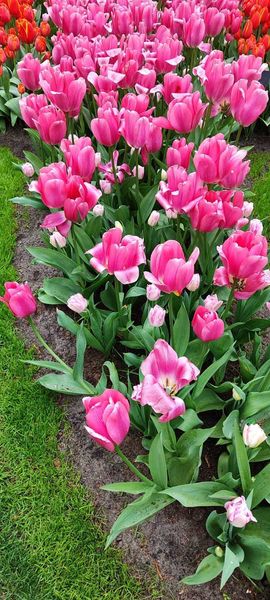 IMG-20240415-WA0042.jpg IMG-20240415-WA0042.jpg