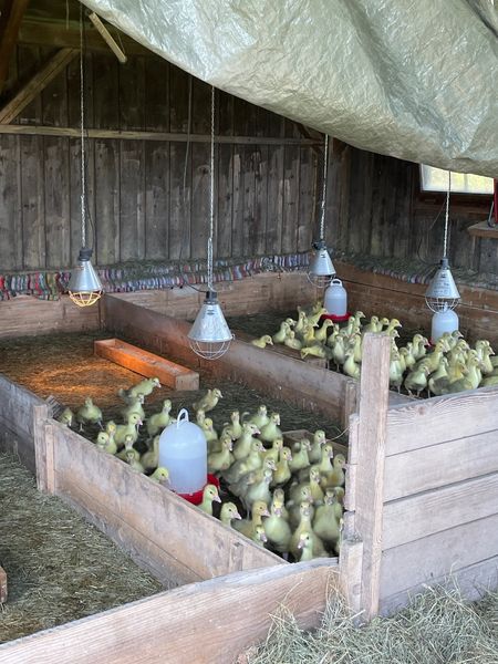 IMG 6096.jpg IMG 6096.jpg