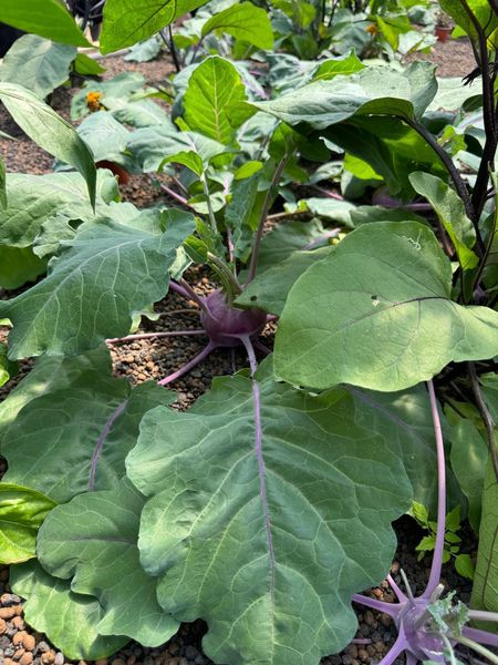 WhatsApp Image 2024-06-09 at 20.56.21 (3).jpg WhatsApp Image 2024-06-09 at 20.56.21 (3).jpg