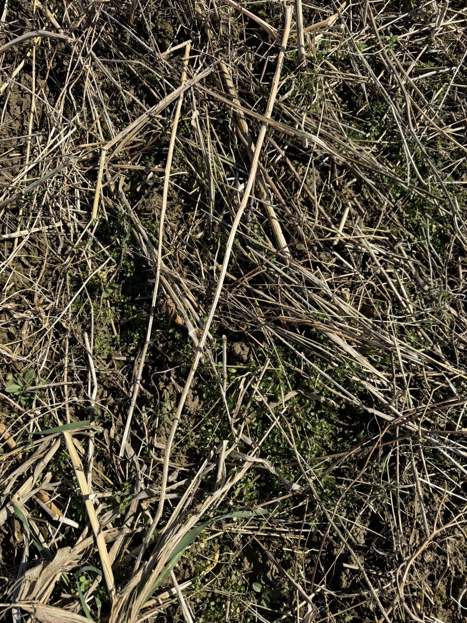 Variante 9: Terralife - Biomaxx organic, gute Unkrautunterdrückung © BWSB