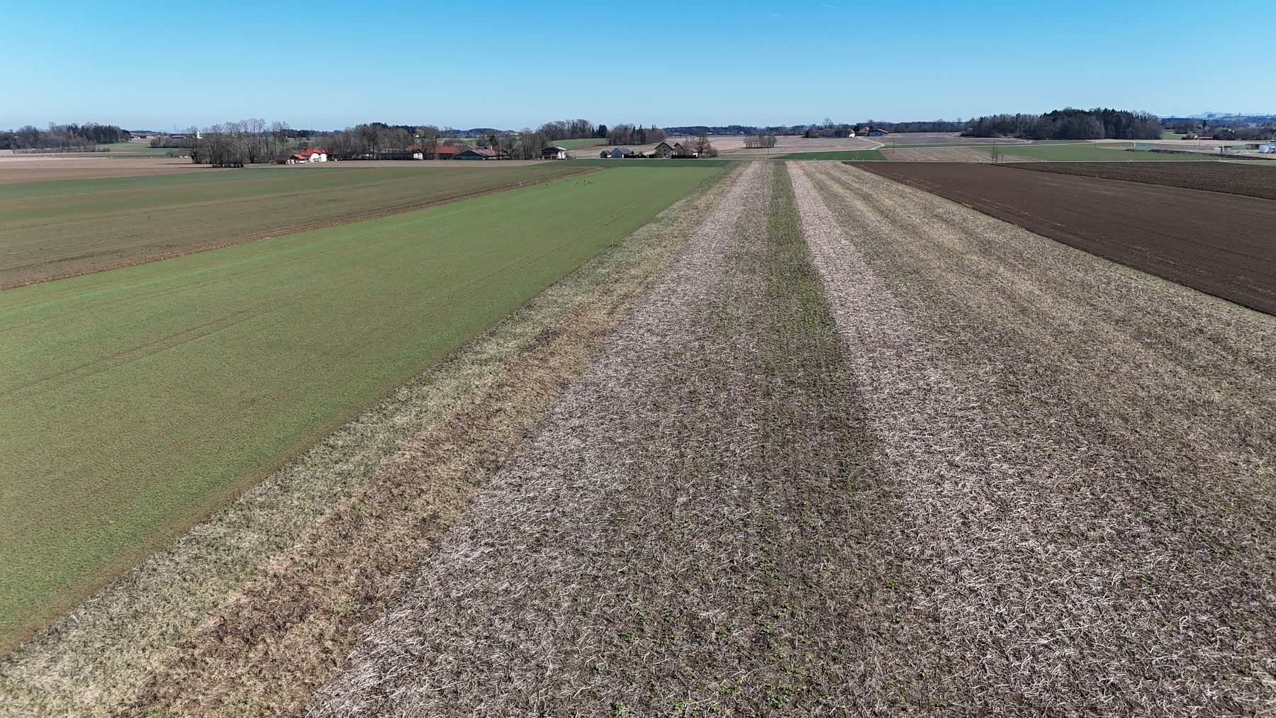 Drohnenfoto vom Versuch. Vom linken Getreidefeld beginnend mit Variante 1 bis zur Mitte des Feldes (6 Varianten mit je 6m). © BWSB