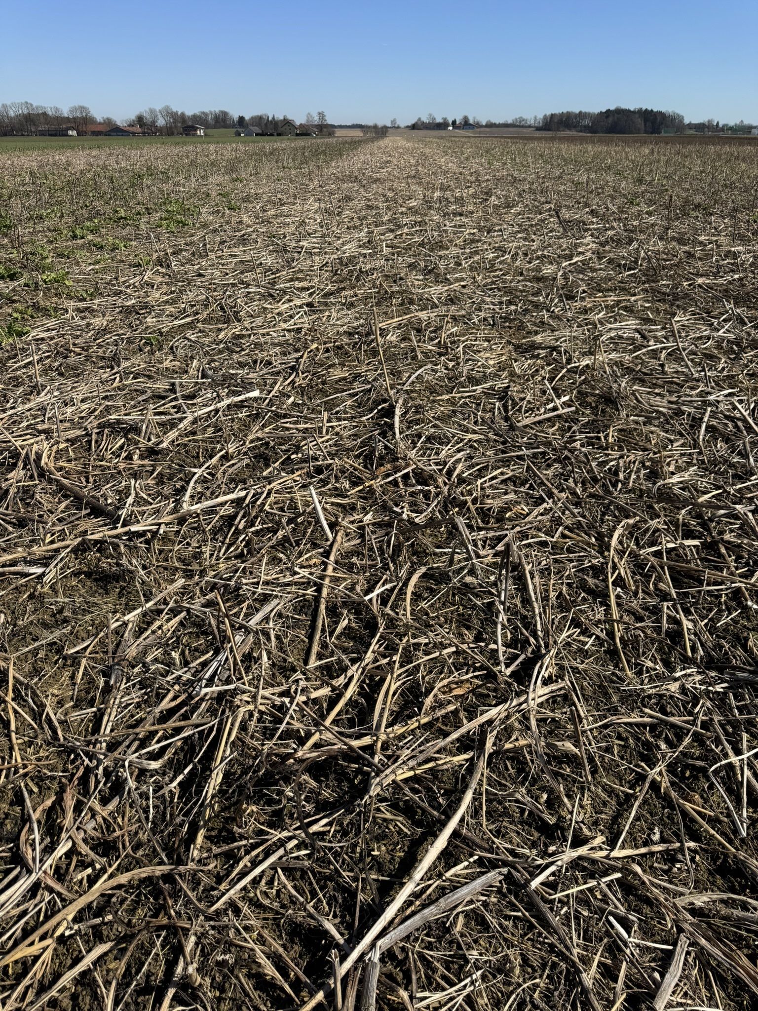 Variante 6: DSV MaisPro TR Greening 50: sehr gute Unkrautunterdrückung, kaum winterharte Komponenten vorhanden. © BWSB