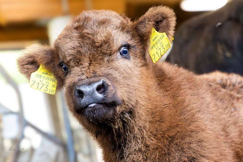 Highland Kalb.jpg Highland Kalb.jpg