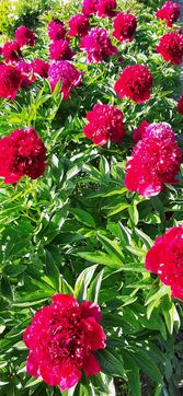 [1748761274397983.jpg]