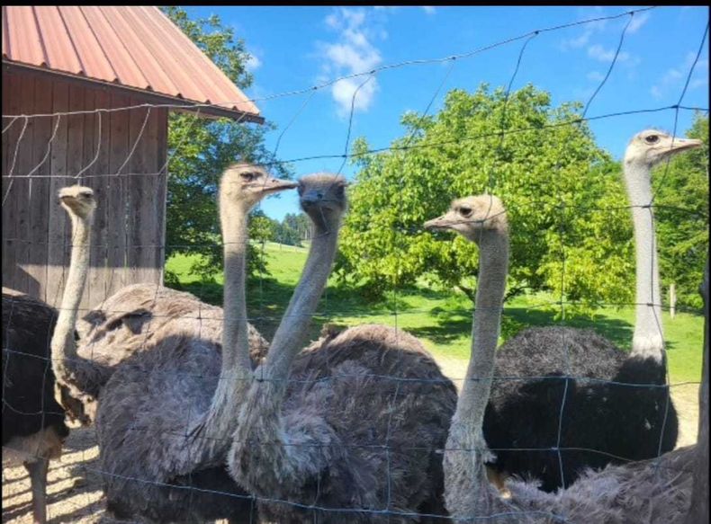 Straußenhof Halmer.jpg Straußenhof Halmer.jpg