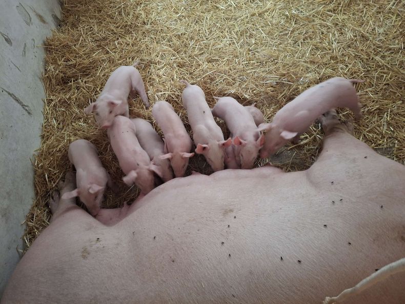 Die Tiere liesen sich durch die vielen Besucherinnen nicht aus der Ruhe bringen und gingen ihrem natürlichen Verhalten und Bedürfnissen nach..jpg