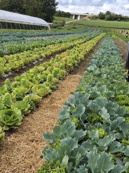 Gemüsegarten der Familie Penz..jpg