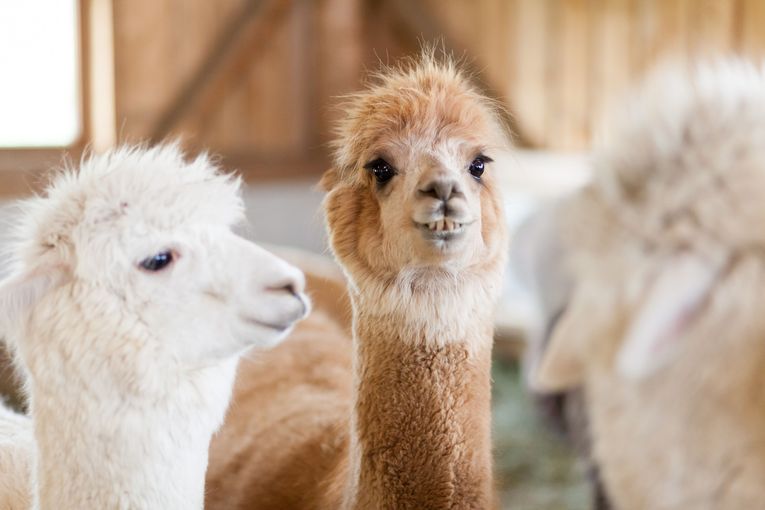 © Gerald Lechner/LK Niederösterreich