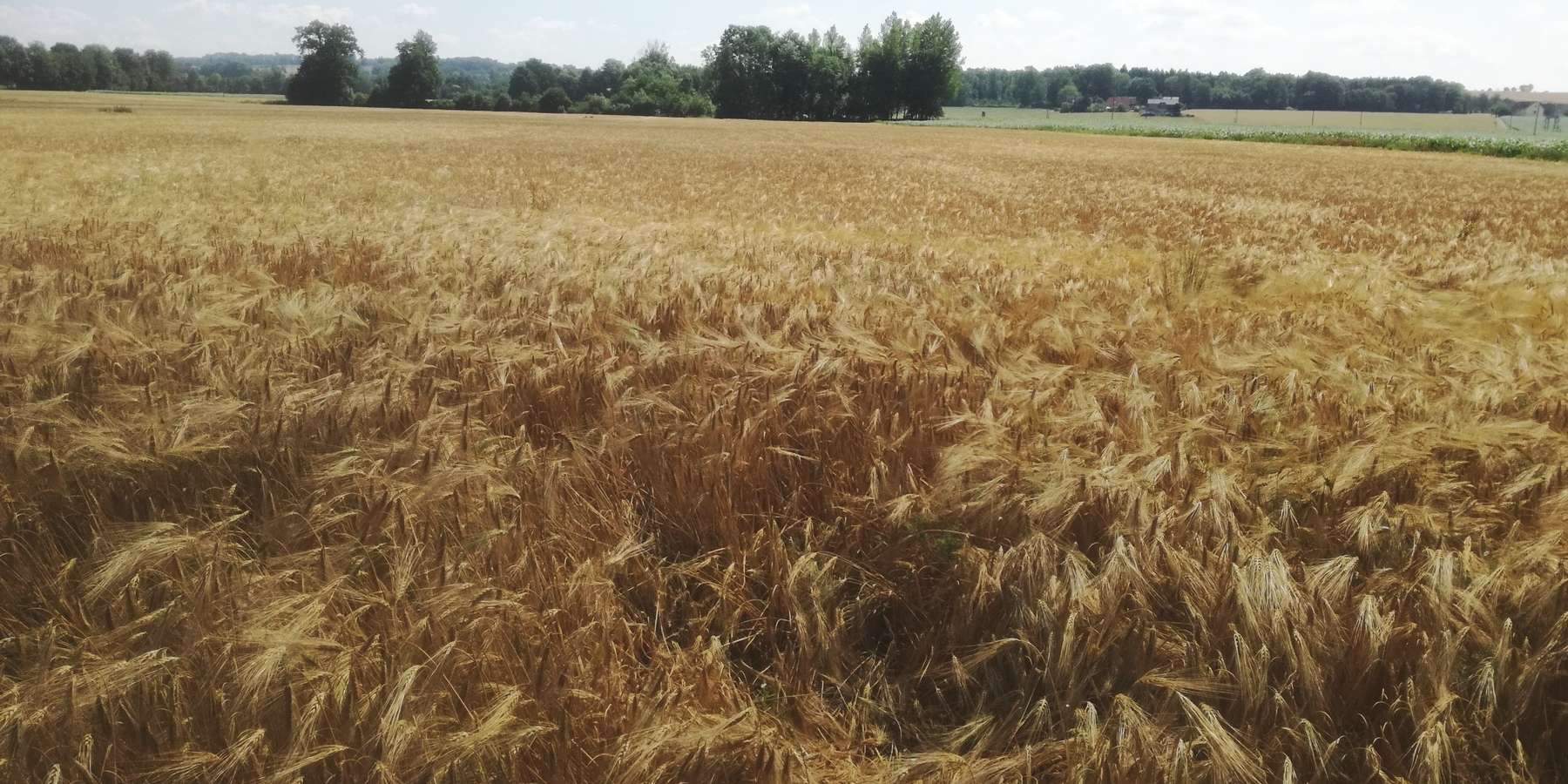 Wintergerste_erntereif.jpg © BWSB/Wallner Wintergerste_erntereif.jpg © BWSB/Wallner