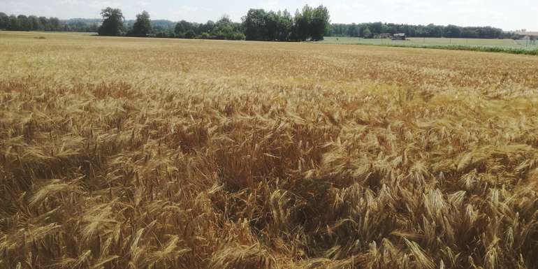 Wintergerste_erntereif.jpg © BWSB/Wallner Wintergerste_erntereif.jpg © BWSB/Wallner