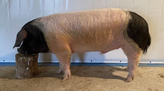 2025_09_stolz_noe.jpg © PIG Austria 2025_09_stolz_noe.jpg © PIG Austria