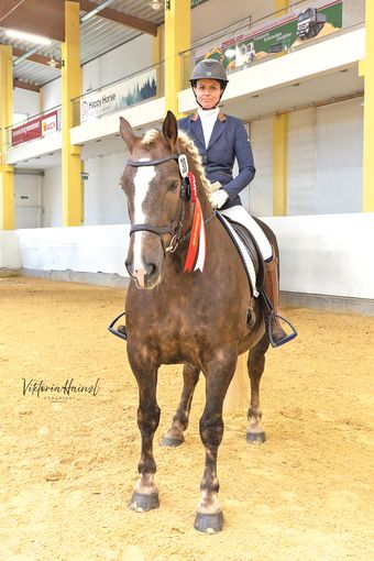 Salzburgs Noriker beweisen sich beim Bundeschampionat.jpg © Viktoria Hainzl Salzburgs Noriker beweisen sich beim Bundeschampionat.jpg © Viktoria Hainzl