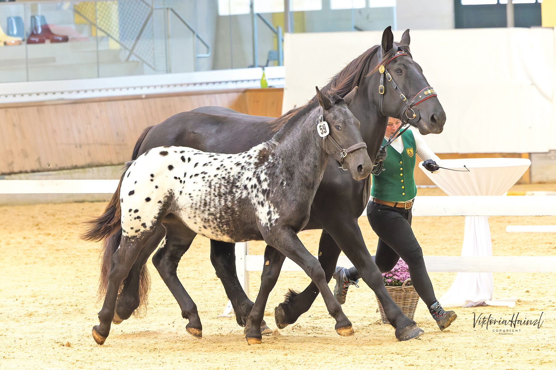 Salzburgs Noriker beweisen sich beim Bundeschampionat.jpg © Viktoria Hainzl Salzburgs Noriker beweisen sich beim Bundeschampionat.jpg © Viktoria Hainzl