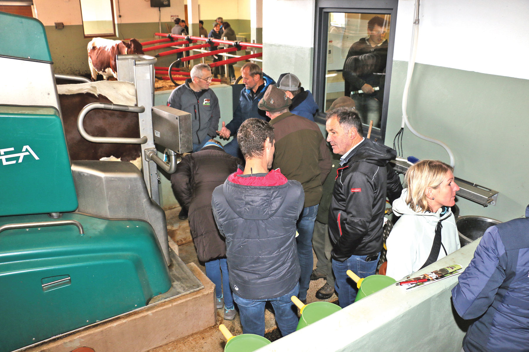 Wagrains Pinzgauerzucht hat Anziehungskraft.jpg © Sendlhofer Wagrains Pinzgauerzucht hat Anziehungskraft.jpg © Sendlhofer