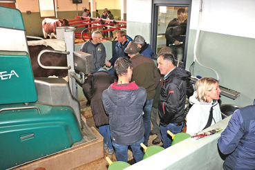 Wagrains Pinzgauerzucht hat Anziehungskraft.jpg © Sendlhofer Wagrains Pinzgauerzucht hat Anziehungskraft.jpg © Sendlhofer