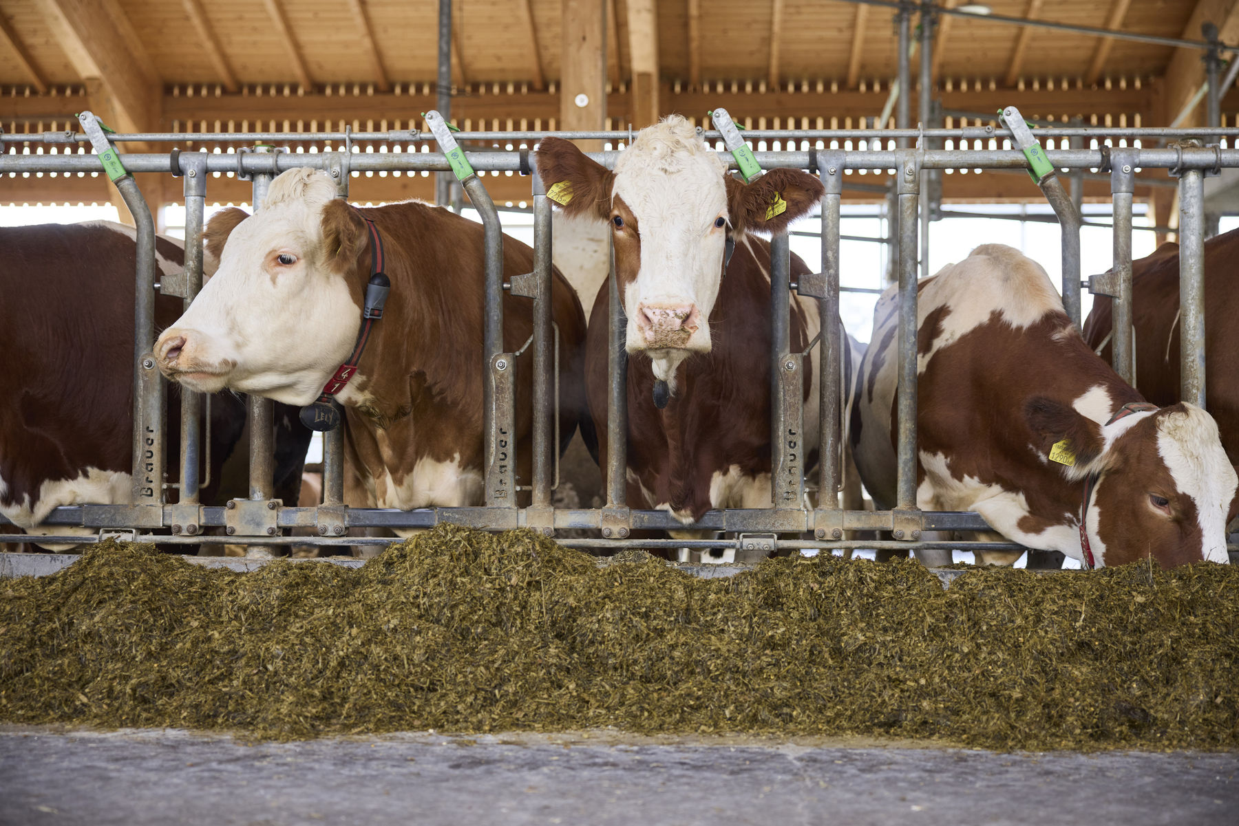 Bild 1_Landestag der Milchviehhaltung.jpg © BRH OÖ Bild 1_Landestag der Milchviehhaltung.jpg © BRH OÖ