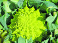 sb43_romanesco_pixabay © pixabay sb43_romanesco_pixabay © pixabay