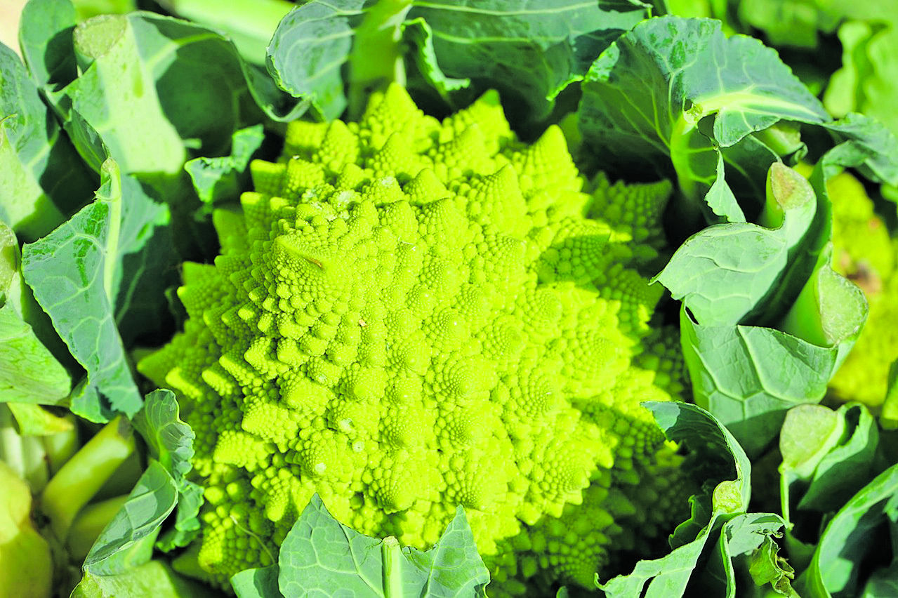 sb43_romanesco_pixabay.jpg © pixabay