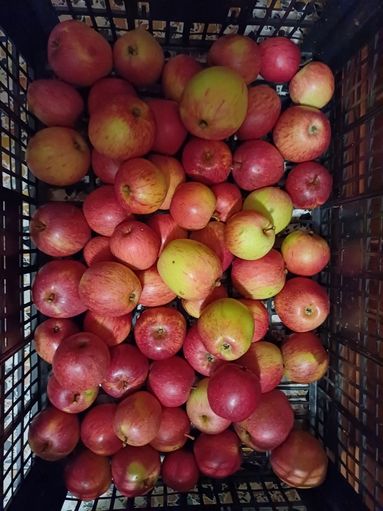 GARTENTIPP_Der  Bohnapfel_Rheinischer Bohnapfel.jpg © LK OÖ/Strebl