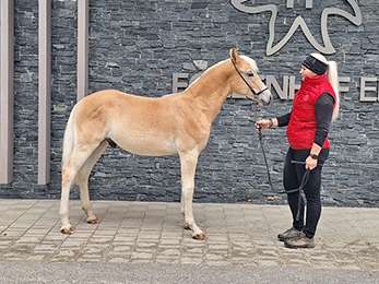 Haflinger.jpg © Haflingerzuchtverband