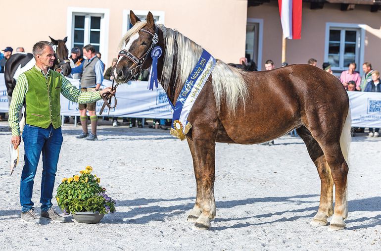 Salzburgs Noriker-Elite präsentierte sich in Maishofen.jpg © Rossinger